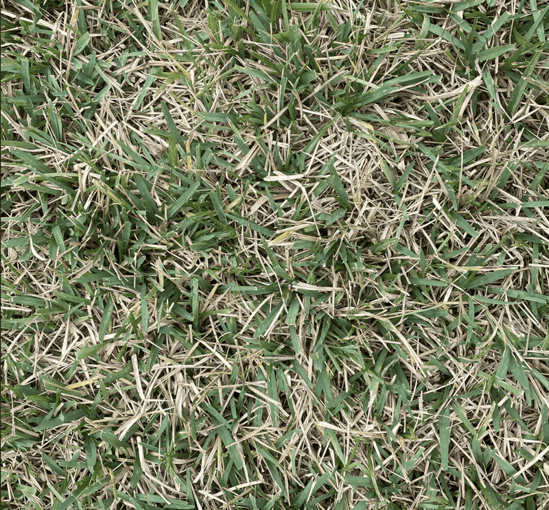 Fix Thin Spots Before Cooler Weather Arrives