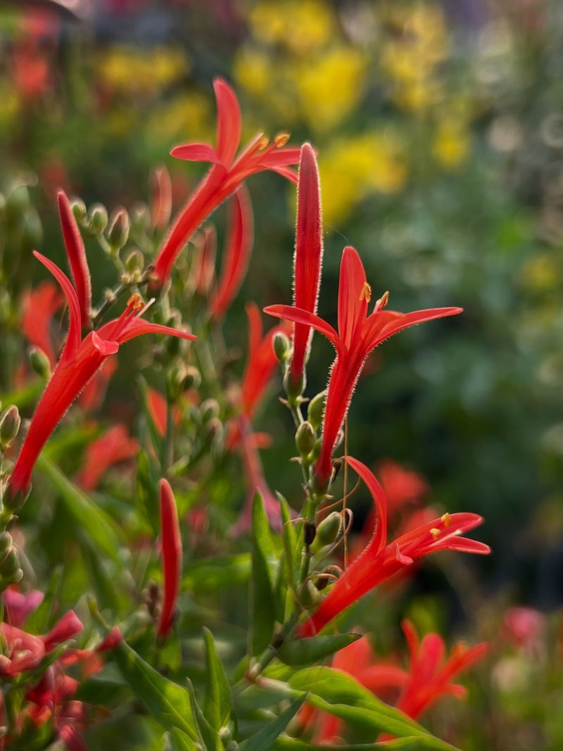 Flame Acanthus