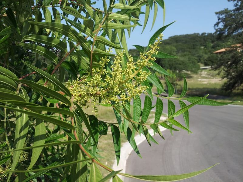 Flameleaf Sumac Flameleaf Sumac
