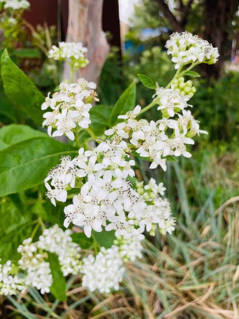 Flat-Topped Clusters Of White Flowers Flat-Topped Clusters Of White Flowers