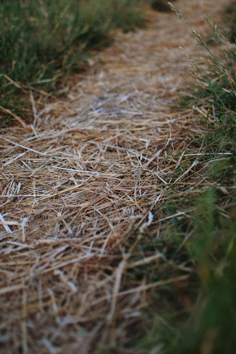 Flattened Runways Pressed Through Grass And Mulch Flattened Runways Pressed Through Grass And Mulch