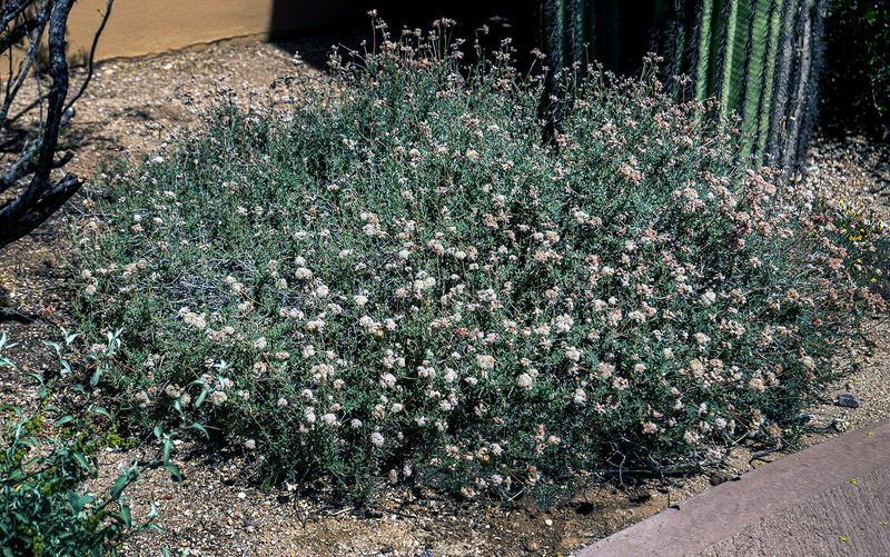 Flattop Buckwheat (Eriogonum fasciculatum)