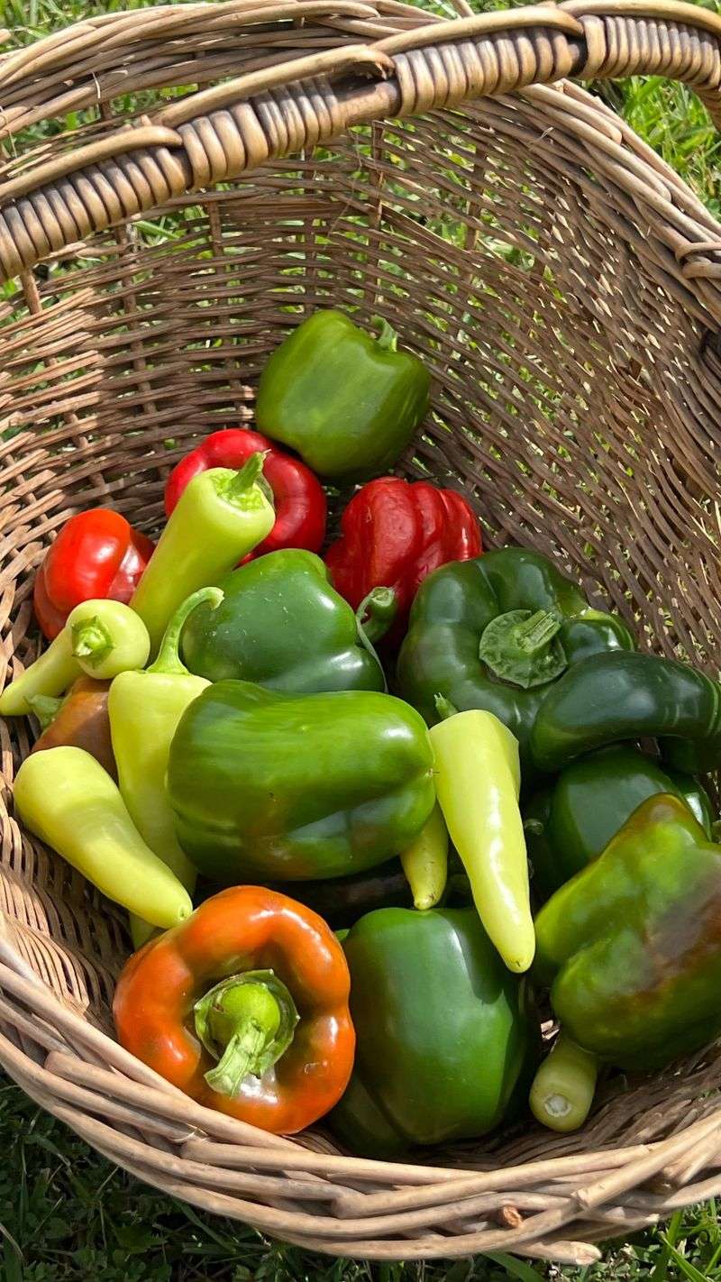 Flavor And Size Of The Autumn Crop