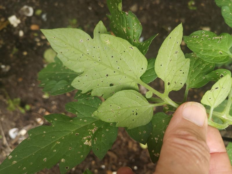 Flea Beetles Are The Most Common Cause
