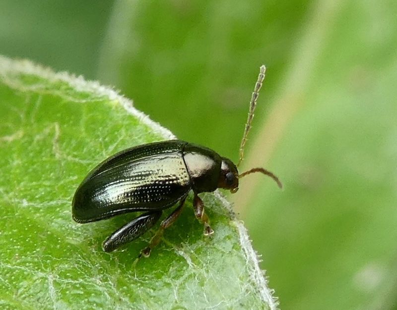 Flea Beetles Flea Beetles