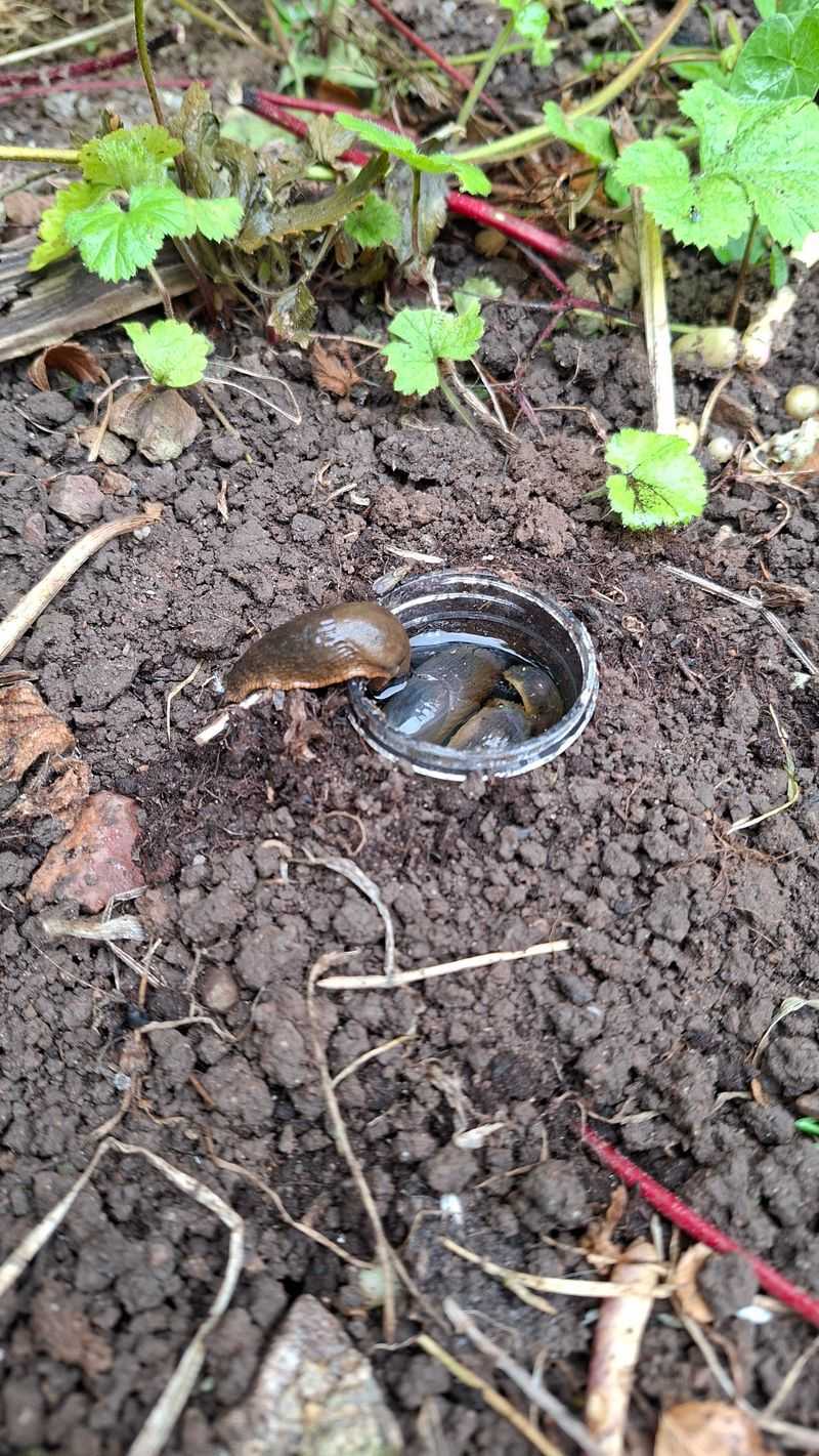 Flip Boards And Pots Where Slugs Shelter