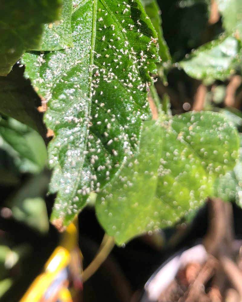 Flip The Leaves And Hunt For Hidden Pests