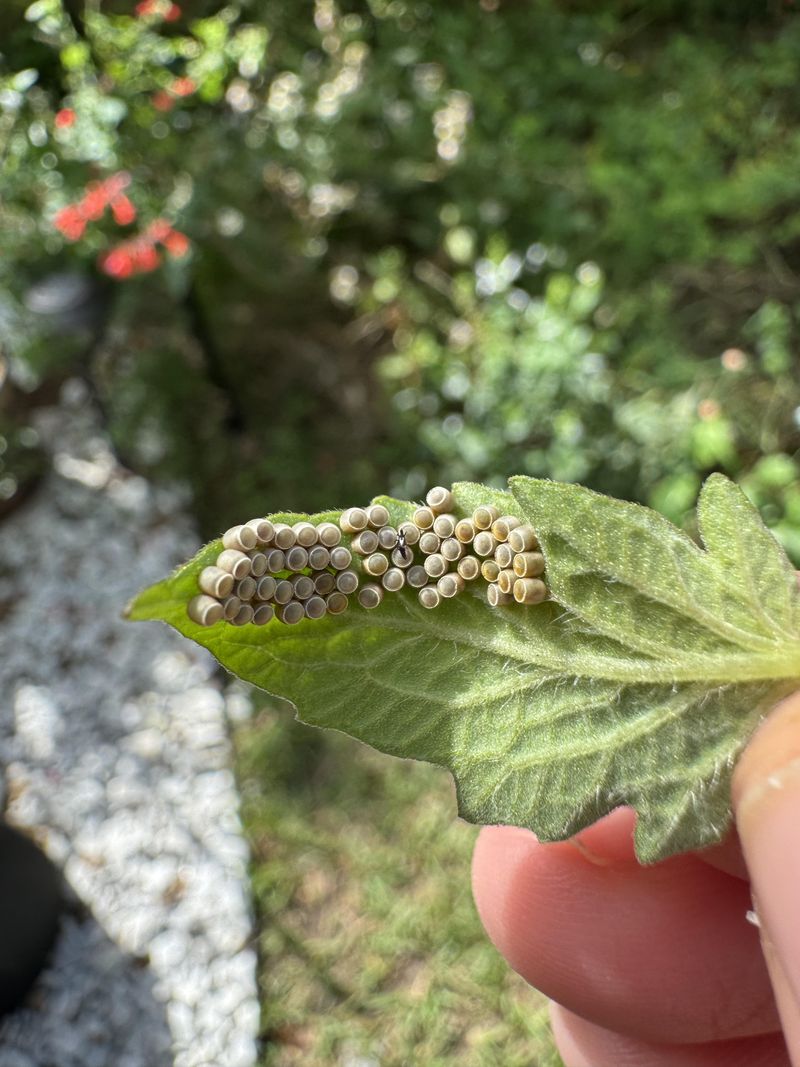 Flipping Leaves To Find Egg Clusters Early Flipping Leaves To Find Egg Clusters Early
