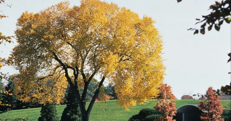 Florida Elm Can Add A Softer Golden Fall Display Florida Elm Can Add A Softer Golden Fall Display