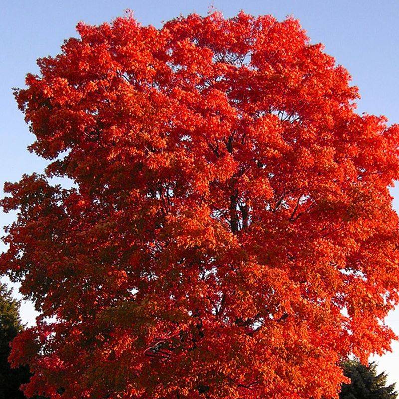 Florida Maple Brings Brilliant Red To The Fall Landscape Florida Maple Brings Brilliant Red To The Fall Landscape