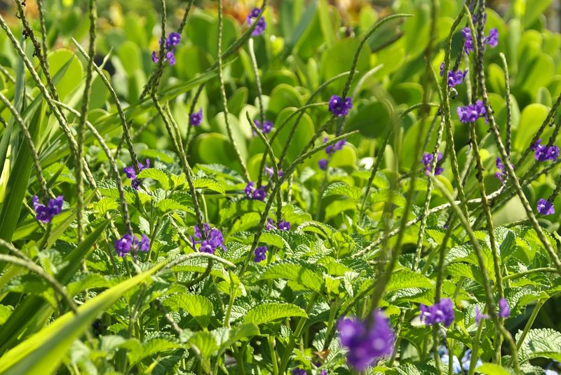 Florida Native Porterweed Keeps Butterflies Coming Back Florida Native Porterweed Keeps Butterflies Coming Back