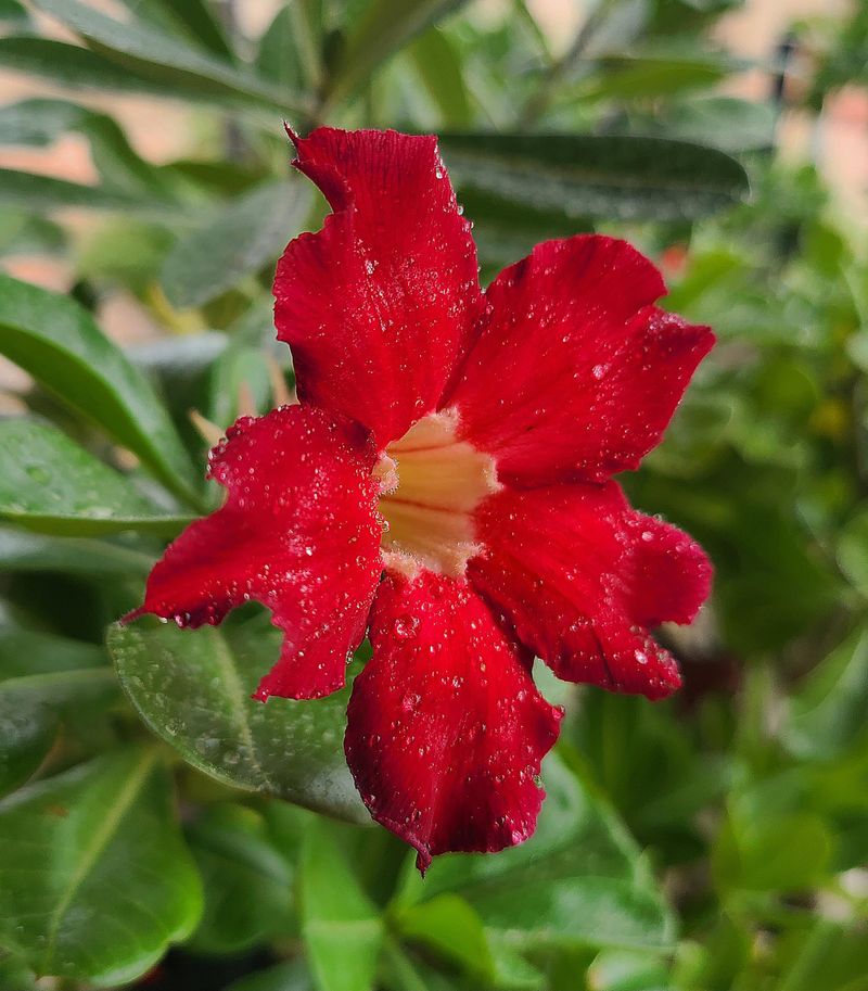 Florida Rain Patterns And Their Effect On Potted Adeniums