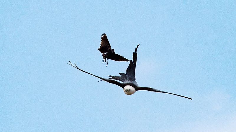Florida’s Insects Help Fuel The Final Migration Push Florida’s Insects Help Fuel The Final Migration Push