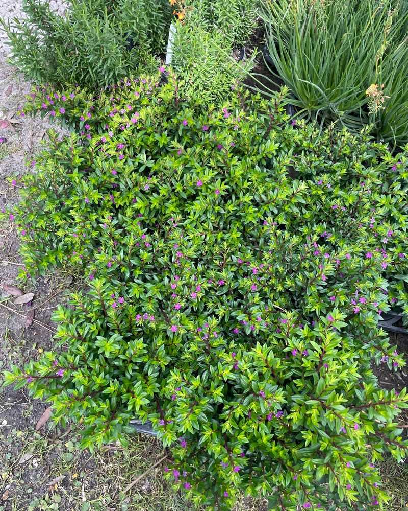 Florida's Long Warm Season And Bud Timing