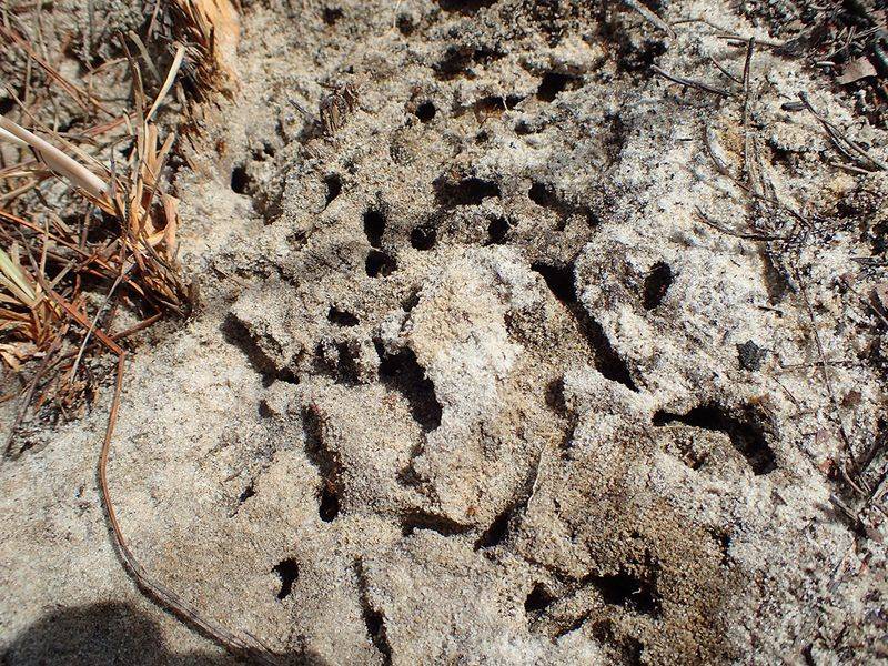 Florida’s Sandy Soil Can Make Fire Ant Mounds Easy To Underestimate