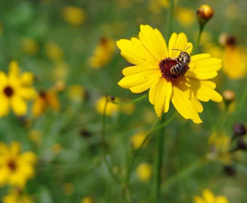 Florida's State Wildflower And A Pollinator Hotspot Florida's State Wildflower And A Pollinator Hotspot
