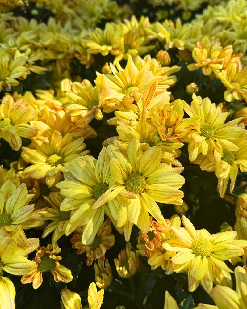 Florist Mums And Hardy Garden Mums Are Not The Same Plant