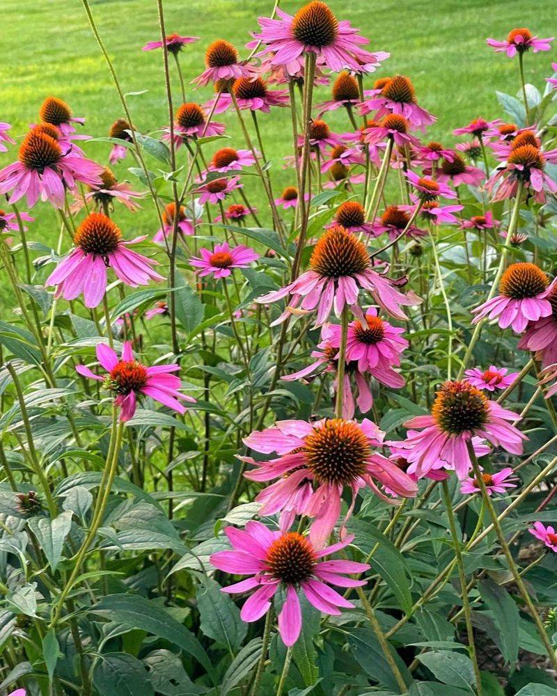 Flourishes Along Sunny Slopes With Sharp Drainage