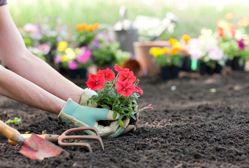 Flower Beds Glow With Petunias And Snapdragons Flower Beds Glow With Petunias And Snapdragons