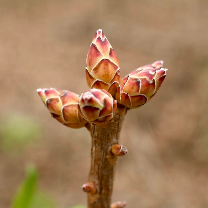 Flower Buds Already Set On Fall Branches