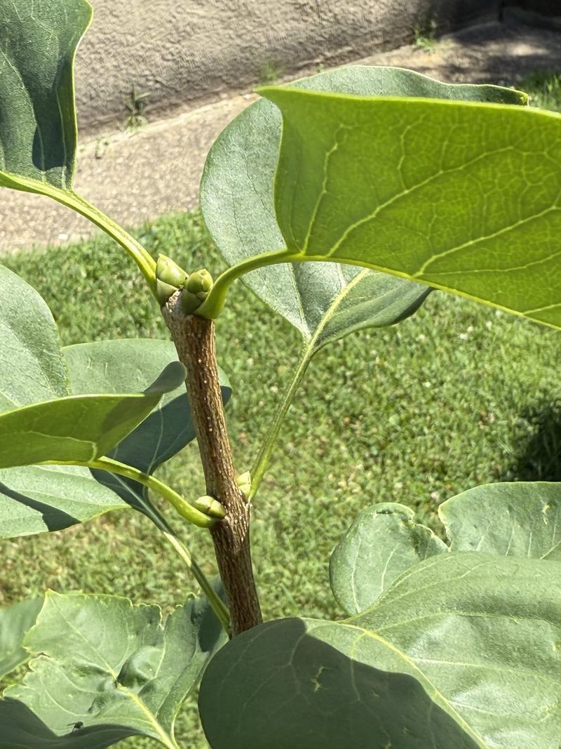 Flower Buds Form Right After The Blooms Fade Flower Buds Form Right After The Blooms Fade