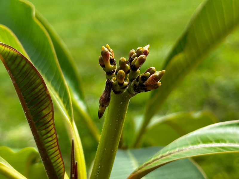 Flower Buds Hidden Inside Late Summer Growth
