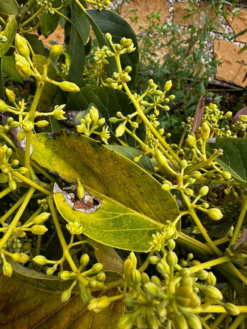 Flower Buds That Set While The Tree Is Still Exhausted Flower Buds That Set While The Tree Is Still Exhausted
