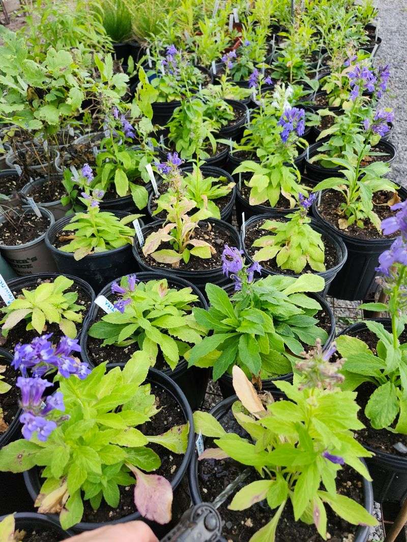 Flower Power Native Plant Nursery & Garden Center Flower Power Native Plant Nursery & Garden Center