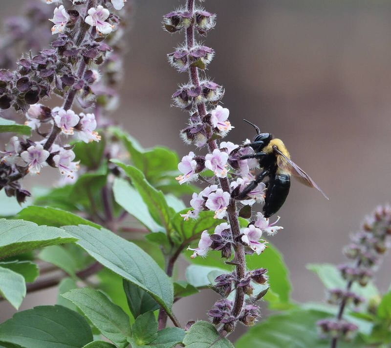 Flowering Basil Feeds Late Season Bees