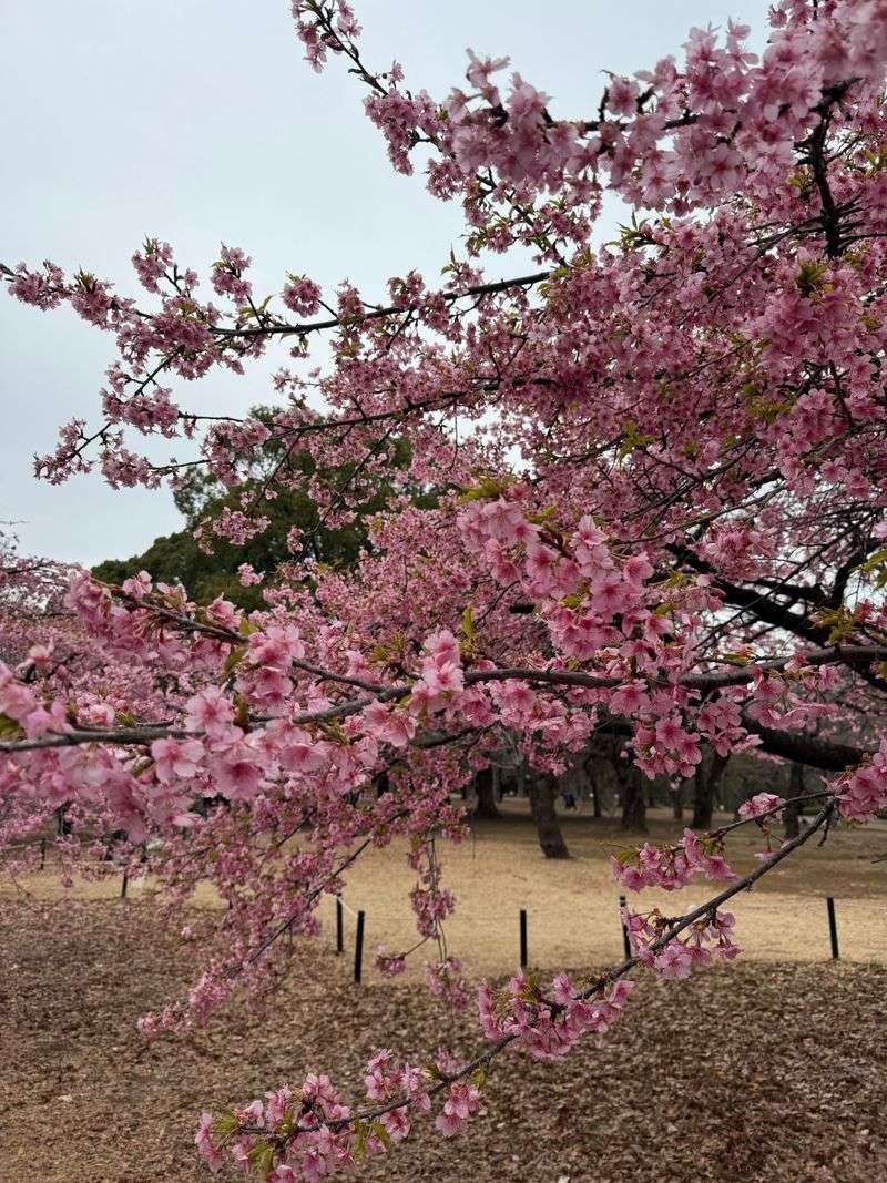 Flowering Cherry Flowering Cherry