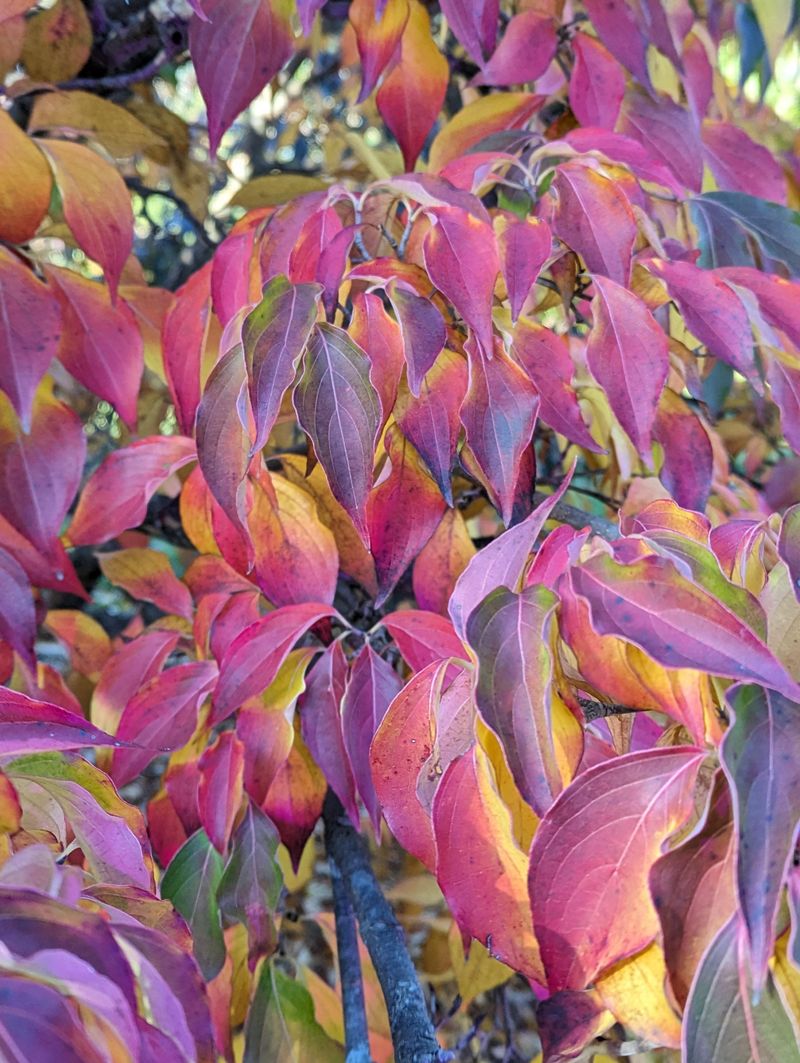 Flowering Dogwood Adds Understory Color
