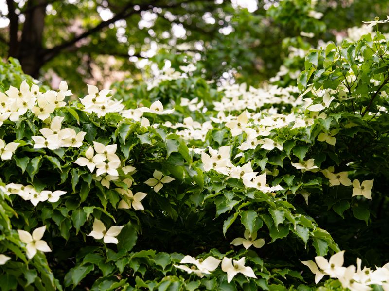 Flowering Dogwood Brings Calcium From Virginia's State Tree Flowering Dogwood Brings Calcium From Virginia's State Tree