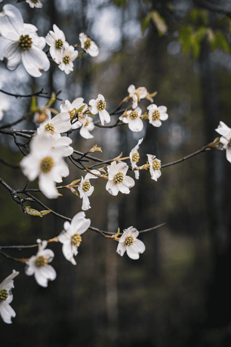 Flowering Dogwood Feeds Migrants With Fat-Rich Red Fruit