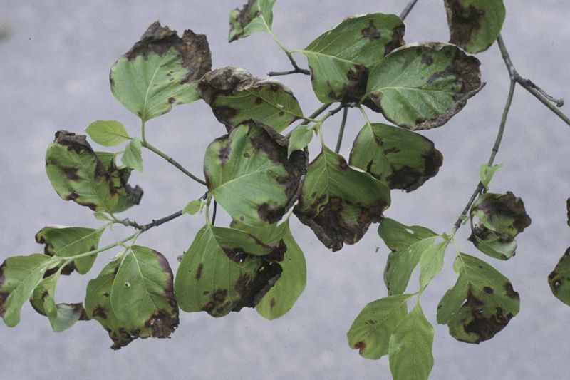 Flowering Dogwood Leaves Give Anthracnose A Free Ride Flowering Dogwood Leaves Give Anthracnose A Free Ride