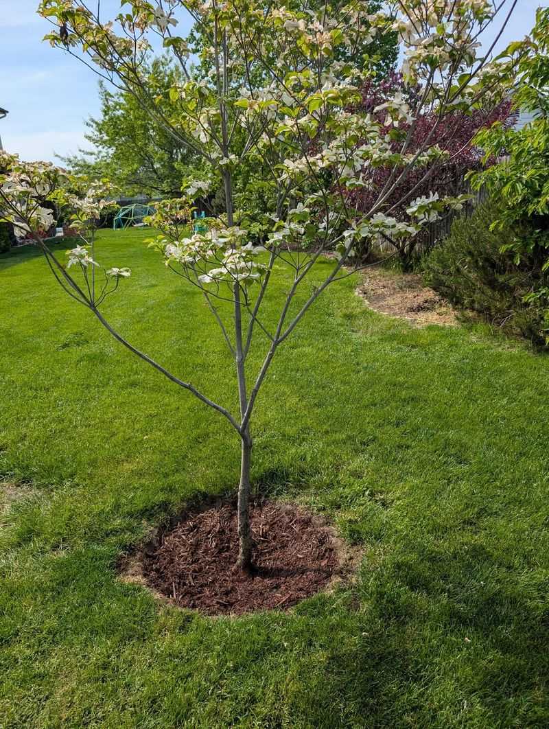 Flowering Dogwood Opens Spring With A Bang