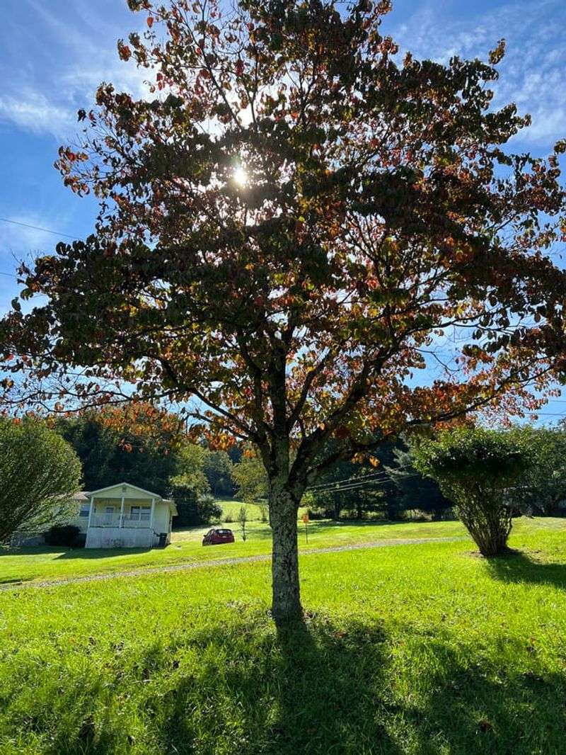 Flowering Dogwood Prefers You Wait