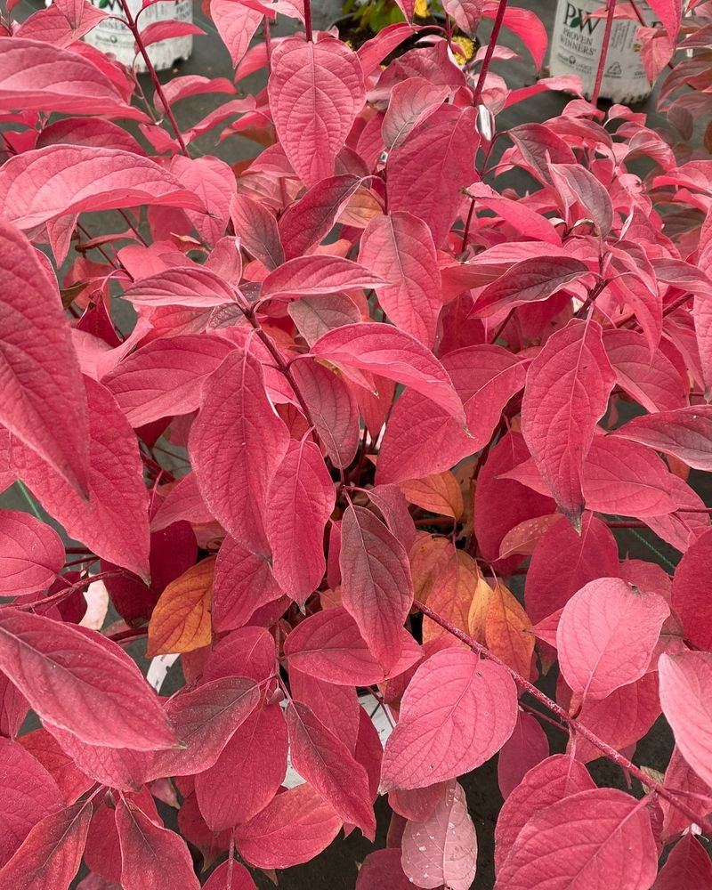 Flowering Dogwood Shows Off Bright Red Leaves Flowering Dogwood Shows Off Bright Red Leaves