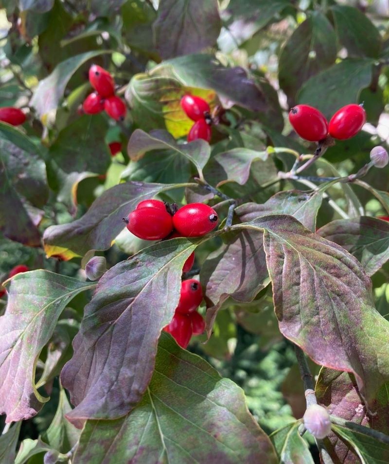 Flowering Dogwood