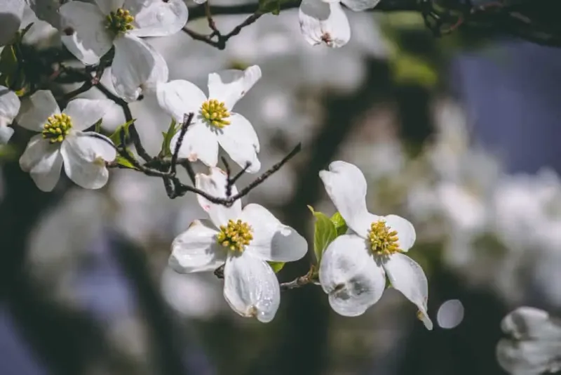 Flowering Dogwood Flowering Dogwood