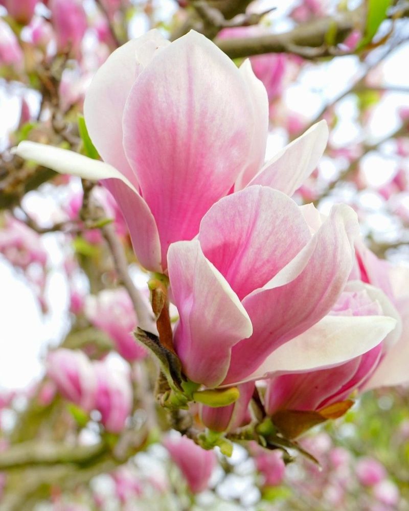 Flowering Trees Need Bud Protection Before Spring Flowering Trees Need Bud Protection Before Spring