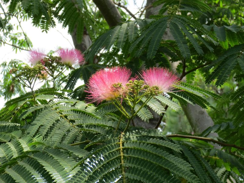 Flowers And Seed Pods Create Plenty Of Cleanup