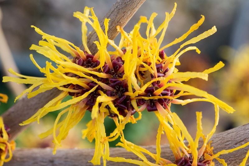 Flowers Can Appear While Leaves Are Still On The Branches Flowers Can Appear While Leaves Are Still On The Branches