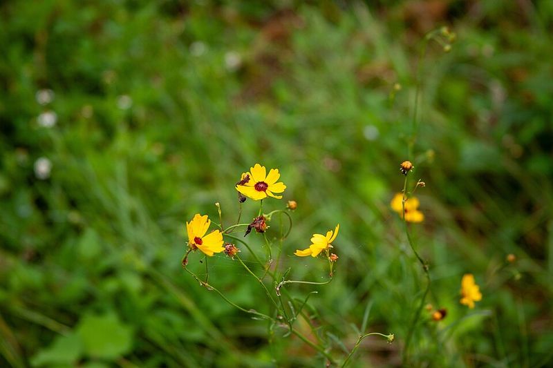 Flowers That Just Keep Coming Flowers That Just Keep Coming