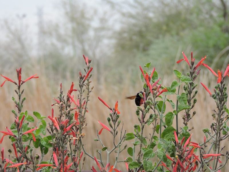 Flowers and foliage change with the season