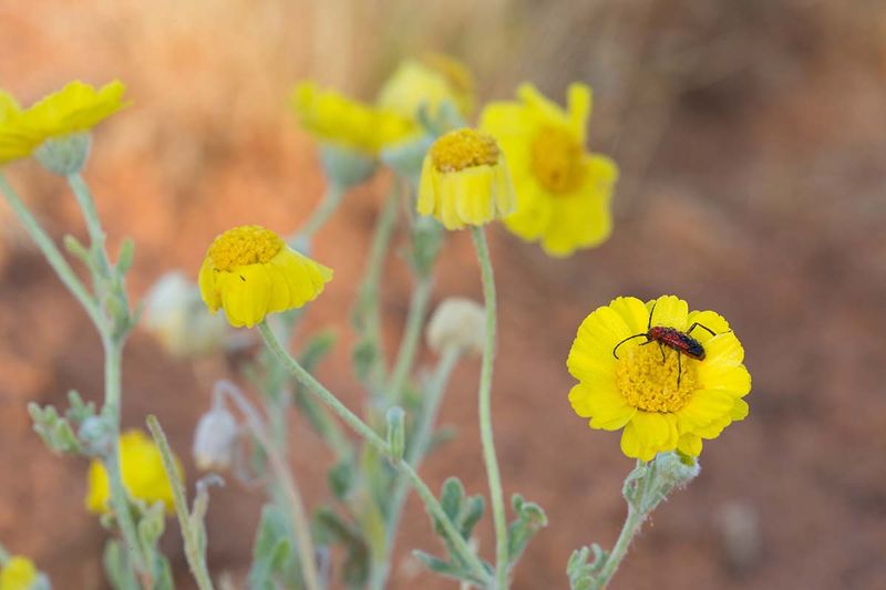 Flowers and seeds offer potential habitat value Flowers and seeds offer potential habitat value