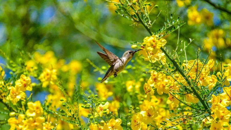 Flowers, pods, and shelter add specific wildlife value