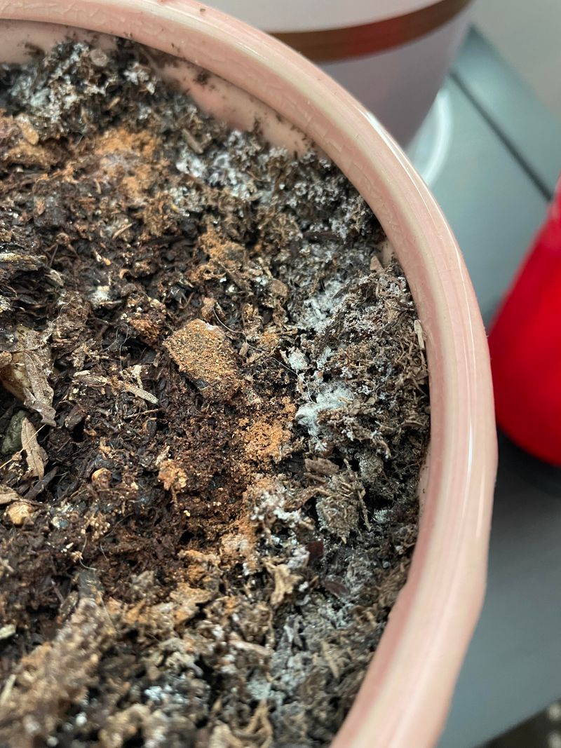 Flush The Soil And Reset Its Salts