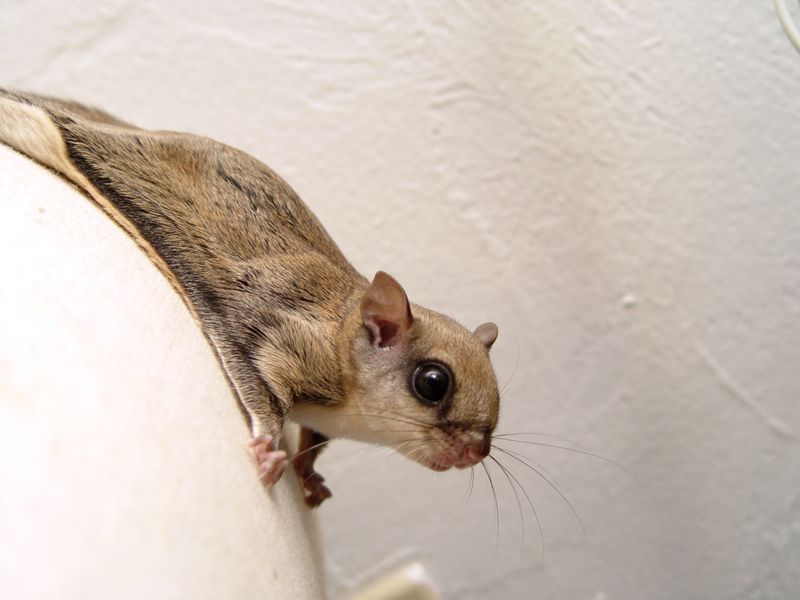 Flying Squirrels Often Share Space In Family Groups Flying Squirrels Often Share Space In Family Groups
