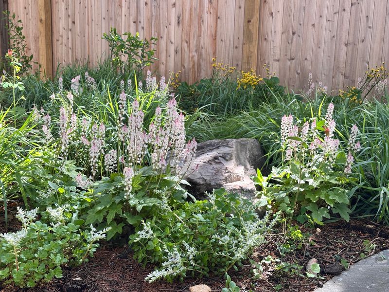 Foamflower For Frothy White Spikes In Shade Foamflower For Frothy White Spikes In Shade
