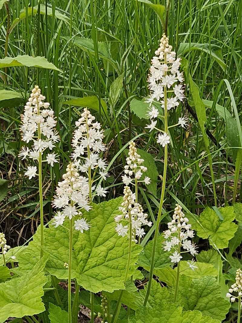 Foamflower Pairs Beautifully With Other Woodland Natives
